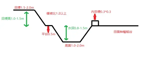 这样建设出来的才是高产的稻虾池塘！