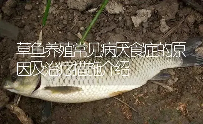 草鱼养殖常见病厌食症的原因及治疗措施介绍 | 淡水养殖