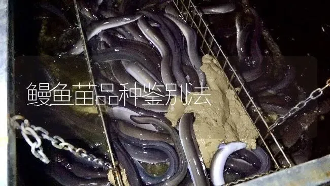 鳗鱼苗品种鉴别法 | 淡水养殖