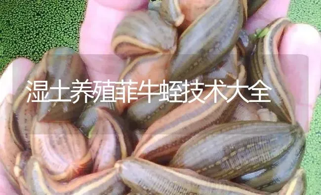 湿土养殖菲牛蛭技术大全 | 特种养殖