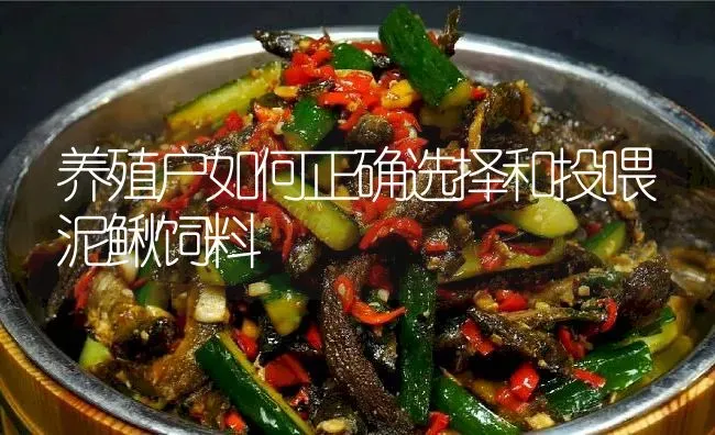 养殖户如何正确选择和投喂泥鳅饲料 | 淡水养殖