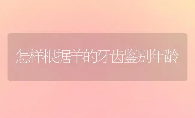 怎样根据羊的牙齿鉴别年龄 | 家畜养殖