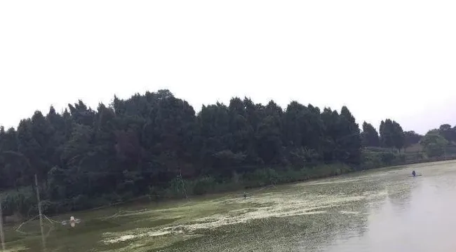 草鱼精养水质一定要养好
