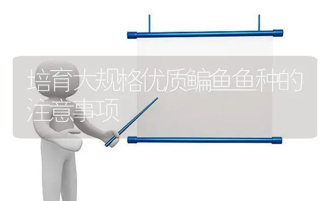培育大规格优质鳊鱼鱼种的注意事项 | 淡水养殖