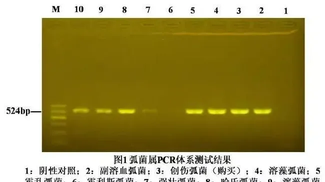 【研究简报】弧菌属PCR检测方法的建立与应用