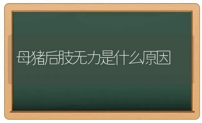 母猪后肢无力是什么原因 | 家畜养殖