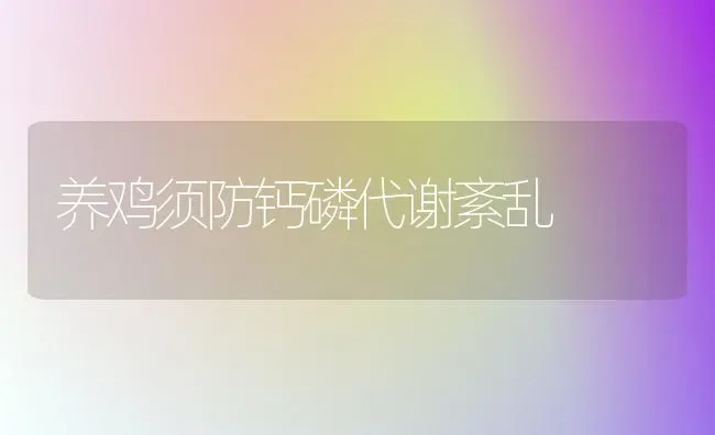 养鸡须防钙磷代谢紊乱 | 家禽养殖