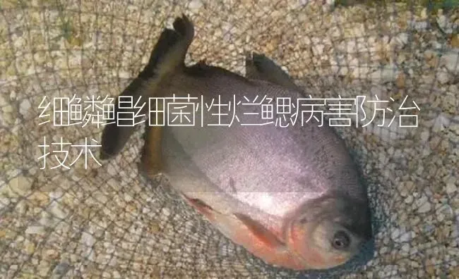 细鳞鲳细菌性烂鳃病害防治技术 | 淡水养殖