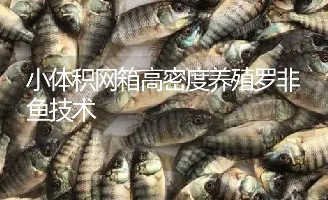 小体积网箱高密度养殖罗非鱼技术 | 淡水养殖