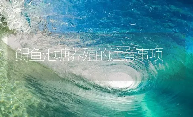 鲟鱼池塘养殖的注意事项 | 海水养殖