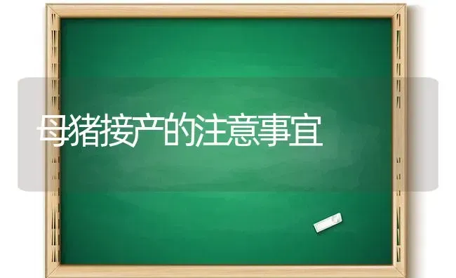 母猪接产的注意事宜 | 家畜养殖