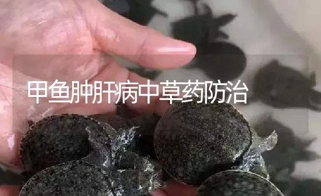 甲鱼肿肝病中草药防治 | 养殖病虫害防治