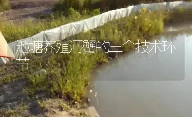 池塘养殖河蟹的三个技术环节 | 淡水养殖