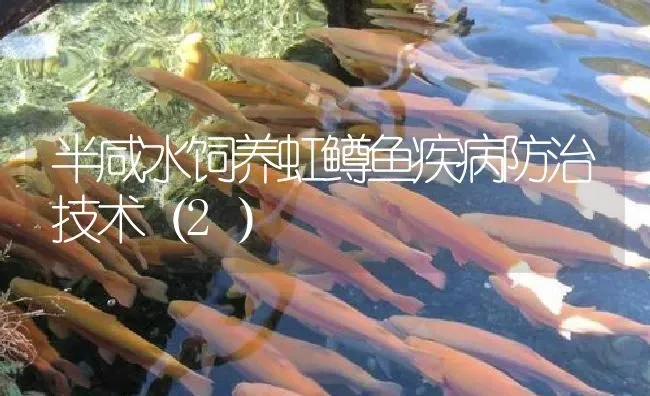 半咸水饲养虹鳟鱼疾病防治技术（2） | 淡水养殖