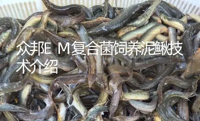 众邦EM复合菌饲养泥鳅技术介绍 | 淡水养殖