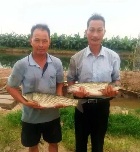 海大百容草鱼苗快大两成 同塘对比再获成功