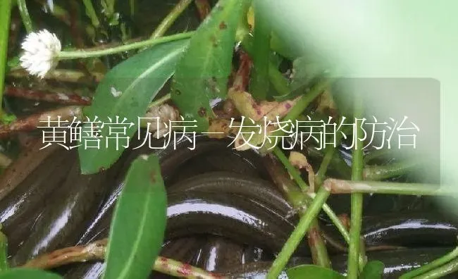 黄鳝常见病－发烧病的防治 | 淡水养殖
