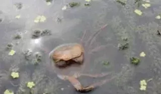 河蟹常见疾病的防治
