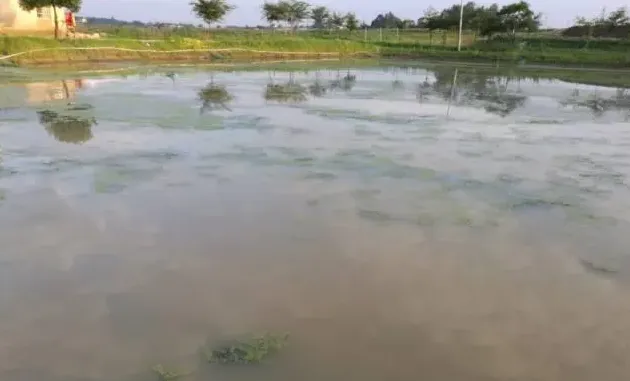 暴雨水灾过后养鱼塘河蟹塘的管理方法