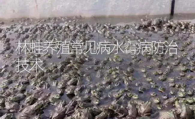 林蛙养殖常见病水霉病防治技术 | 特种养殖