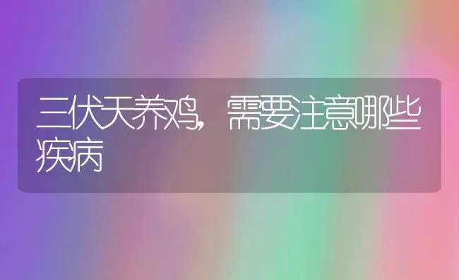 三伏天养鸡，需要注意哪些疾病 | 家禽养殖