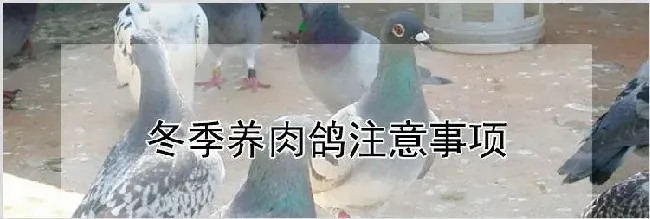 冬季养肉鸽注意事项 | 动物养殖技术