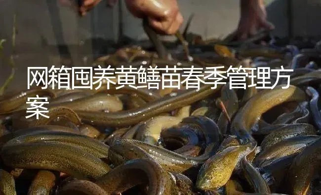 网箱囤养黄鳝苗春季管理方案 | 淡水养殖