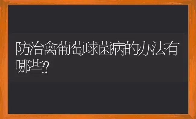 防治禽葡萄球菌病的办法有哪些？ | 家禽养殖