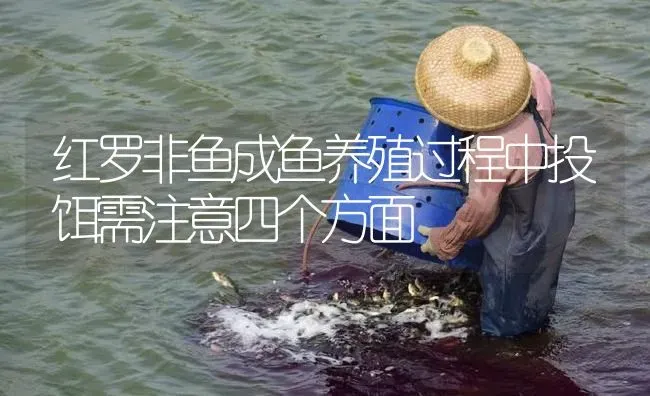 红罗非鱼成鱼养殖过程中投饵需注意四个方面 | 淡水养殖