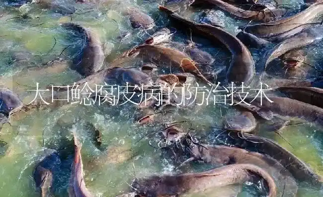 大口鲶腐皮病的防治技术 | 淡水养殖