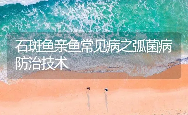 石斑鱼亲鱼常见病之弧菌病防治技术 | 海水养殖