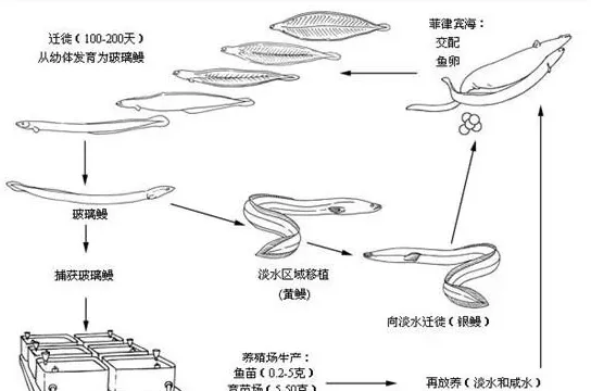 日本鳗养殖的前世今生