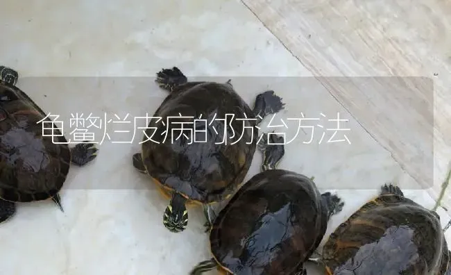 龟鳖烂皮病的防治方法 | 淡水养殖