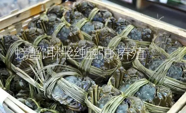 螃蟹饵料丝蚯蚓的养殖 | 淡水养殖