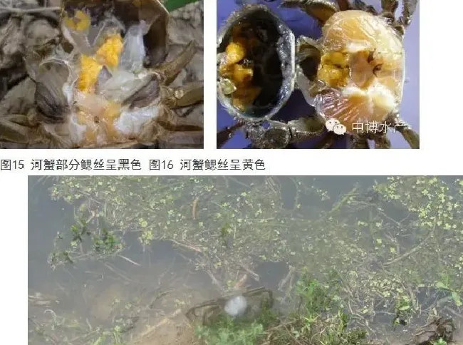 河蟹常见疾病的防治