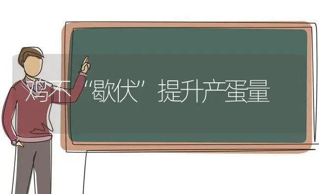 鸡不“歇伏”提升产蛋量 | 家禽养殖