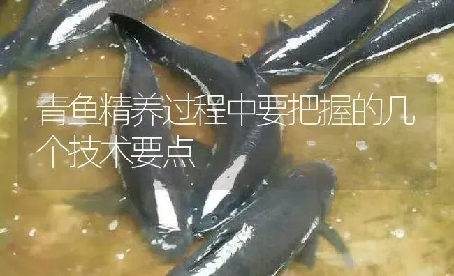 青鱼精养过程中要把握的几个技术要点 | 淡水养殖