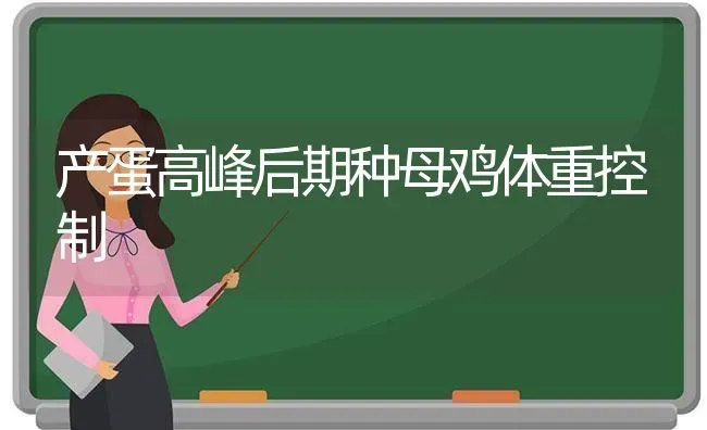 产蛋高峰后期种母鸡体重控制 | 家禽养殖
