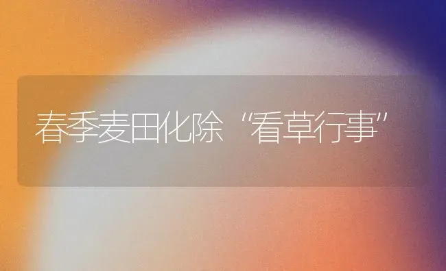 蛋鸭喂料三技巧 | 家禽养殖