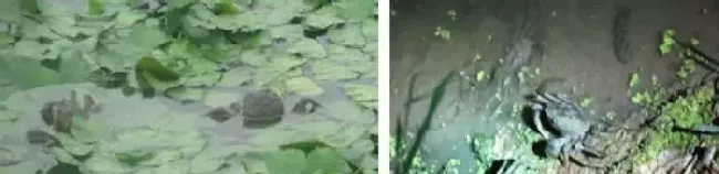 河蟹常见疾病的防治