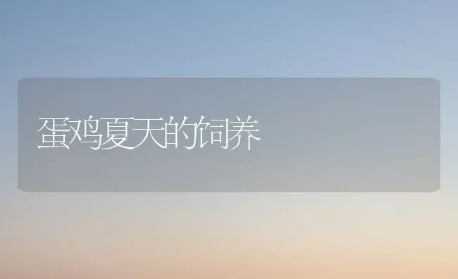 蛋鸡夏天的饲养 | 家禽养殖