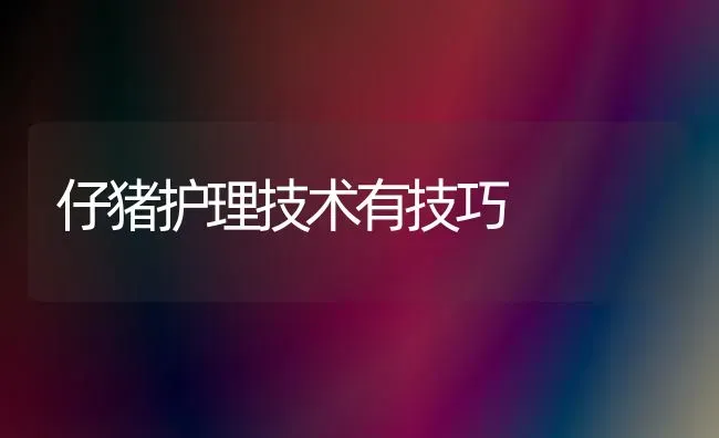 仔猪护理技术有技巧 | 家畜养殖