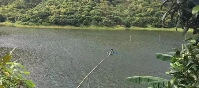 高温季节罗非鱼养殖的水质管理技术