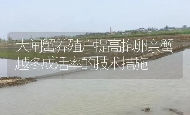 大闸蟹养殖户提高抱卵亲蟹越冬成活率的技术措施 | 淡水养殖