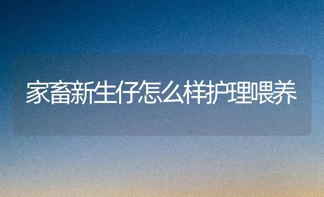 家畜新生仔怎么样护理喂养 | 家畜养殖