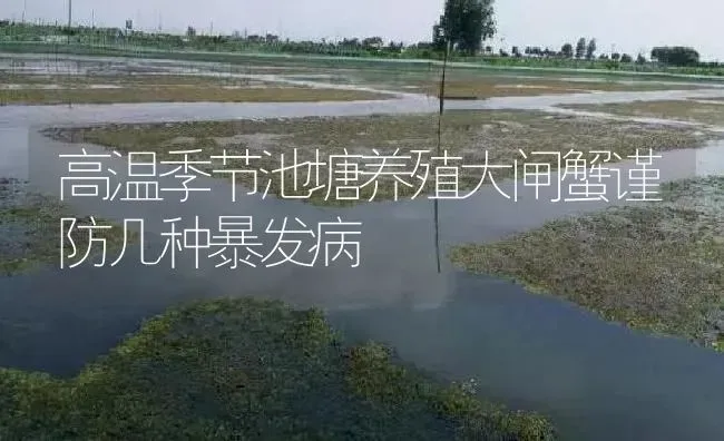 高温季节池塘养殖大闸蟹谨防几种暴发病 | 淡水养殖