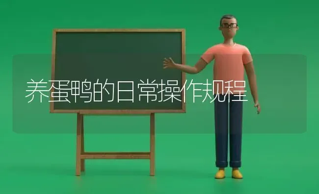 养蛋鸭的日常操作规程 | 家禽养殖