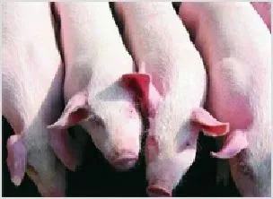 漳州猪肉价格最高涨幅超七成 | 动物养殖资料