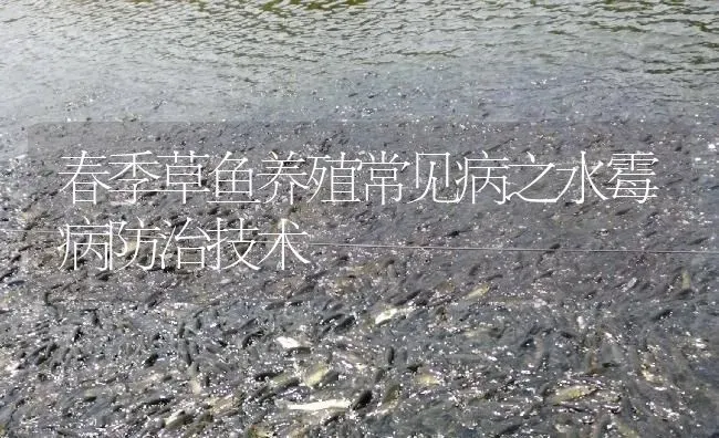 春季草鱼养殖常见病之水霉病防治技术 | 淡水养殖