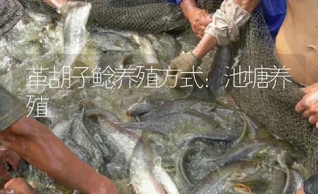 革胡子鲶养殖方式：池塘养殖 | 淡水养殖